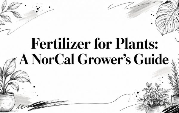 fertilizer-for-weed-plant-guide.jpg