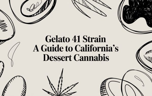 gelato-41-strain-cannabis-guide.jpg