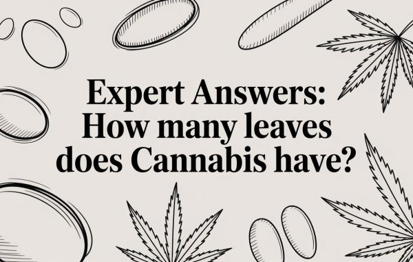 how-many-leaves-does-cannabis-have-cannabis-infographic.jpg