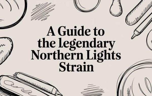 northern-lights-strain-cannabis-guide.jpg