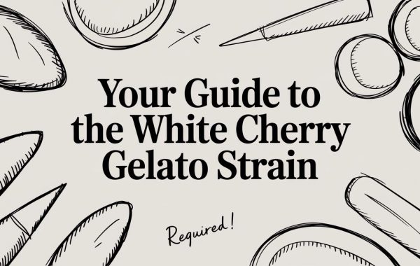 white-cherry-gelato-strain-guide.jpg